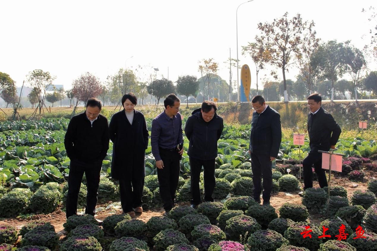 嘉魚縣人民政府門戶網站與赤壁企業網站建設 數字化轉型中的雙輪驅動